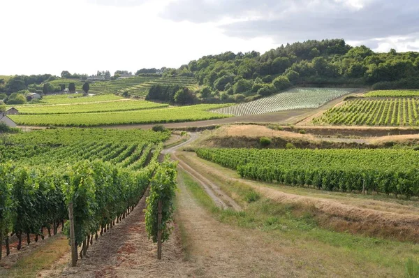 Viñedo Francia Coteaux Layon — Foto de Stock