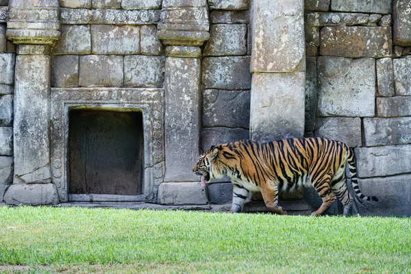 Fuengirola Andalúzia Spanyolország Július Szumátrai Tigris Bioparc Fuengirola Costa Del — Stock Fotó