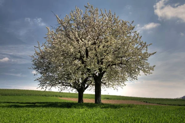 Dwa Kwitnące Wiśniowe Drzewa — Zdjęcie stockowe