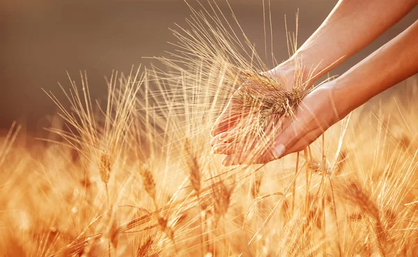 Ręce Kobieta Dotyka Złoty Pszeniczysko Korzystających Wielki Rolnik Szczęśliwy Zbiorów — Zdjęcie stockowe