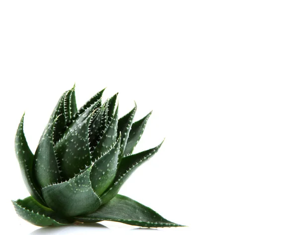 Φυτό Aloe Vera Απομονωμένο Λευκό Φόντο — Φωτογραφία Αρχείου