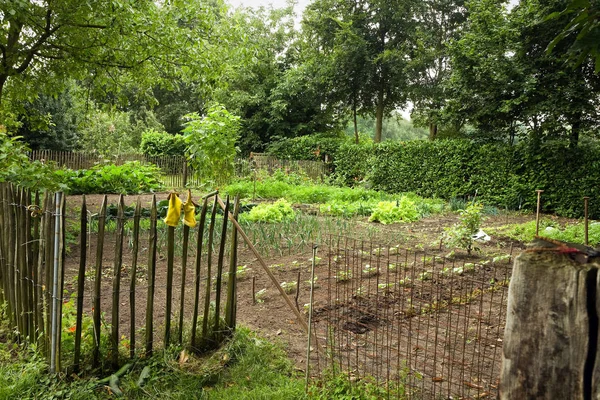 Jardín Verduras Con Cerca Lado Una Granja País Verano —  Fotos de Stock