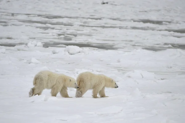 Two Cubs Polar Bear Ice Floe — Stock Photo, Image