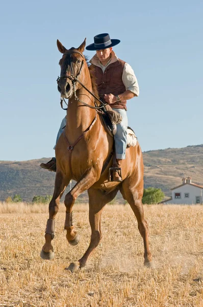 自然に彼の馬ライダー馬場馬術の練習 — ストック写真