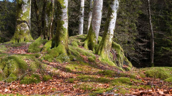Ceveral Bosque Noruego Otoño — Foto de Stock