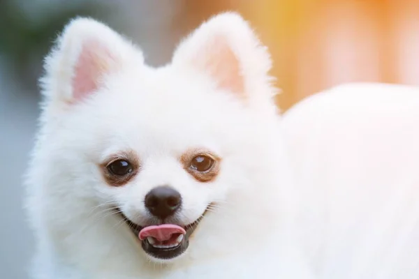 Primer Plano Adorable Perro Pomerania — Foto de Stock