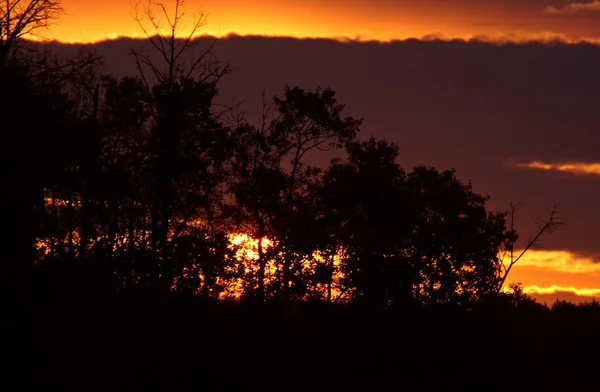 Drzewa Sylwetki Podczas Zachodu Słońca — Zdjęcie stockowe