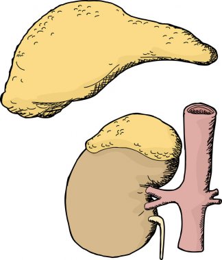 Adrenal gland cartoons over isolated white background clipart