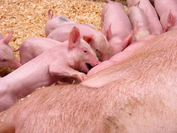 Mucchio Maialini Carini Tutti Fila Mangiare Leggero Movimento Sfocato Sul — Foto Stock