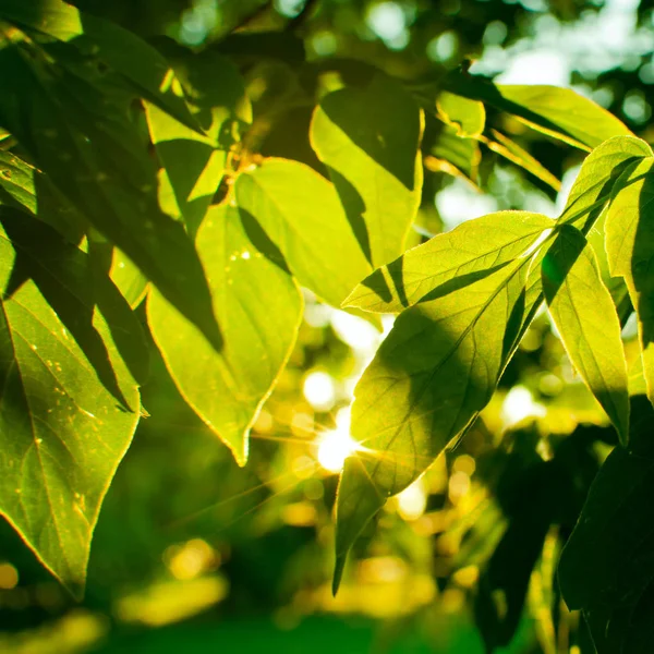 Detalhe Sol Brilhando Através Folhagem Árvore — Fotografia de Stock