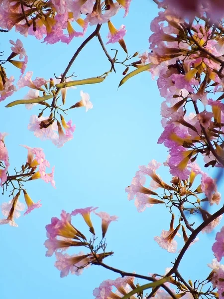 Flor Árvore Trompete Rosa Florescendo Com Vagem Dia Dos Namorados — Fotografia de Stock
