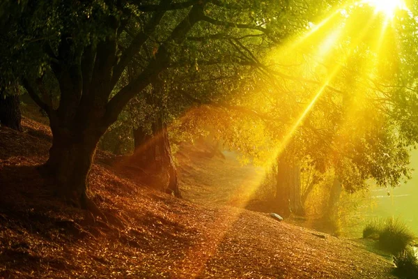 Sentier Forestier Panoramique Avec Rayons Soleil Intenses Traversant Vieilles Branches — Photo