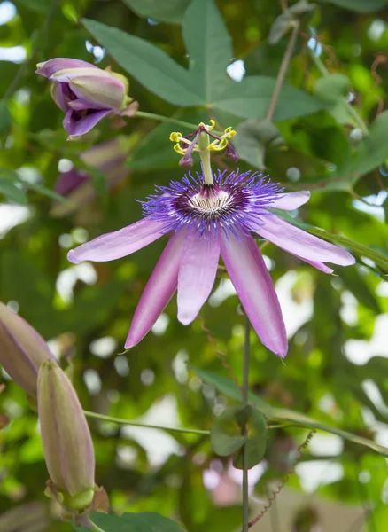 Flor Pasión Passiflora Follaje Con Brotes — Foto de Stock