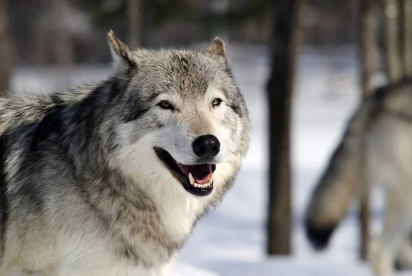 Close Portrait Gray Wolf Winter — Stock Photo, Image