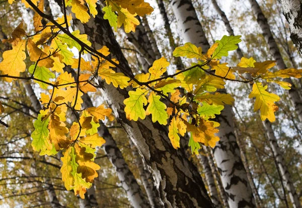 Eichenblätter Der Herbstsaison — Stockfoto