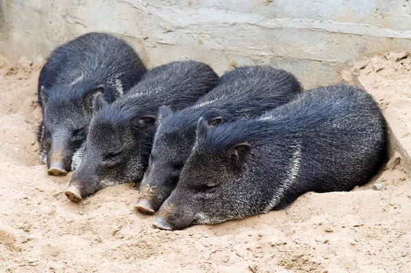 Tres Lechones Durmiendo Arena — Foto de Stock