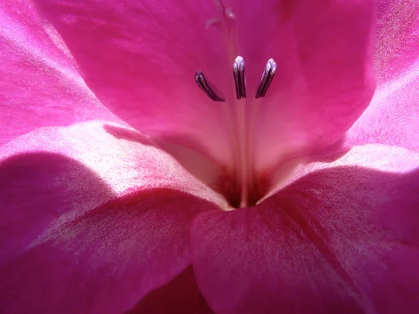 Крупним Планом Глибоко Рожева Квітка Гладіолусів — стокове фото