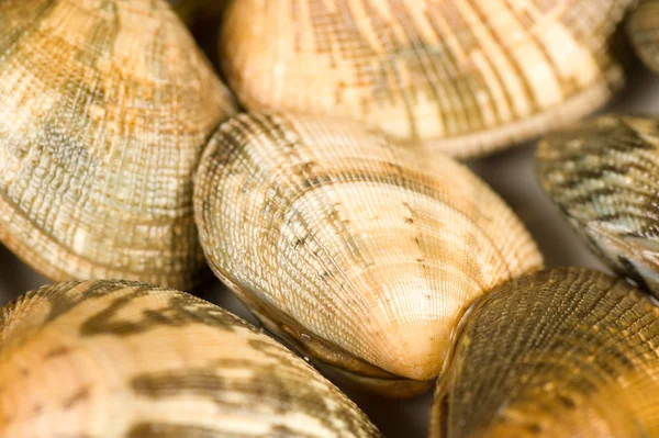 Full Frame Close Take Fresh Clams — Stock Photo, Image