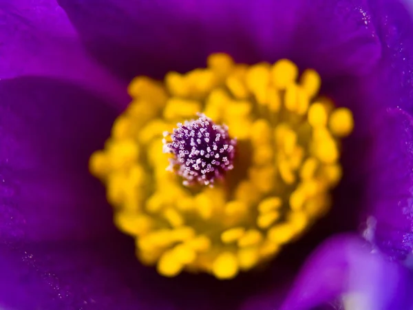 Macro Violet Jaune Une Fleur Coquelicot — Photo