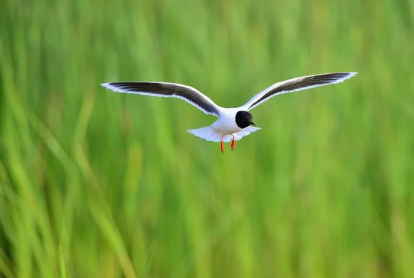 Black Headed Gull Larus Ridibundus Flight Green Grass Background Front — Stock Photo, Image