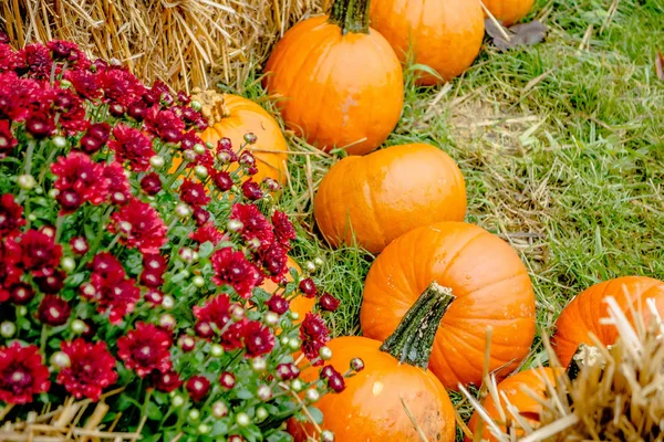 Pumpkin Harvest Decorations Holidays — Stock Photo, Image