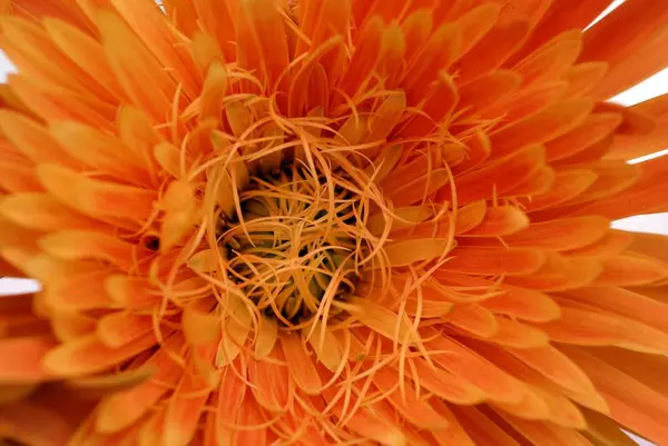 Una Foto Aislada Caléndula Naranja Flower — Foto de Stock