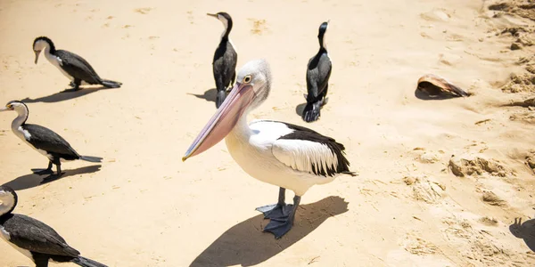 モレトン島の西側にあるクイーンズランド州タンガルーマ島で日中ビーチで休むペリカンや他の鳥 — ストック写真