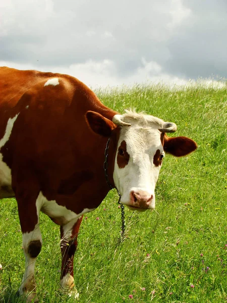 Una Mucca Latte Bianco Nero Con Cielo Blu Brillante Sullo — Foto Stock