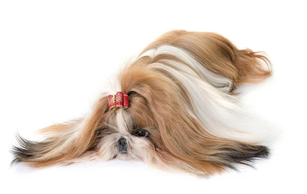 Puro Shihtzu Frente Fundo Branco — Fotografia de Stock