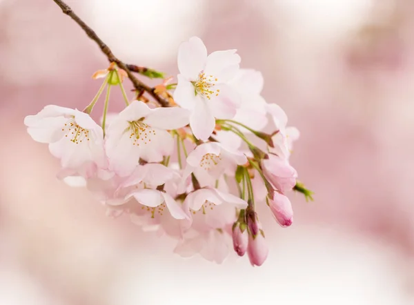 Részletes Makró Fénykép Egy Csomó Fényes Japán Cseresznyevirág Virág Meg — Stock Fotó