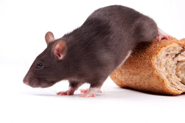 Rats Mycket Smart Och Listig Gnagare — Stockfoto