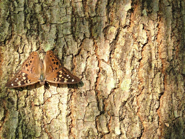 Brown Monark Bbutterfly Trunk Tree — Stock Photo, Image