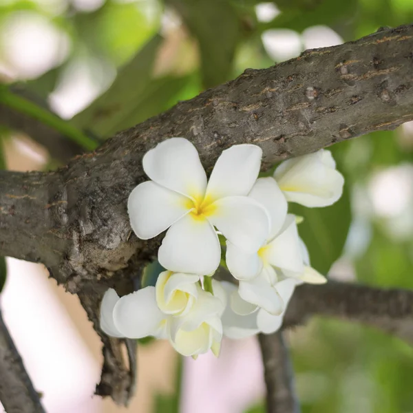 Güzel Frangipani Çiçek Ağaç Üzerinde — Stok fotoğraf