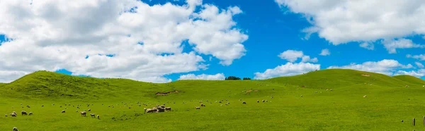 Common View New Zealand Hills Covered Green Grass Herds Sheep — Stock Photo, Image