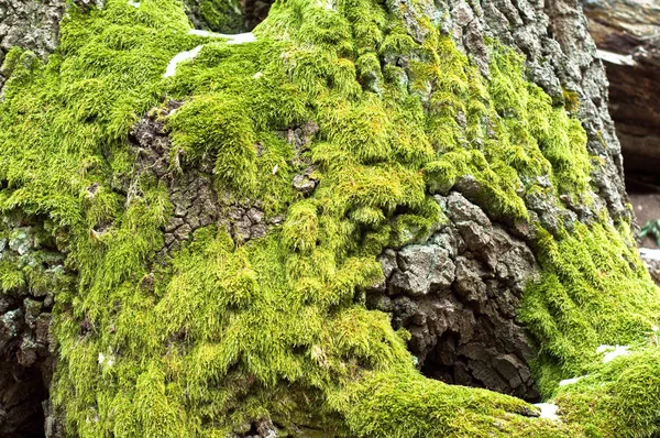 Ljusgrön Mossa Trädstammen — Stockfoto