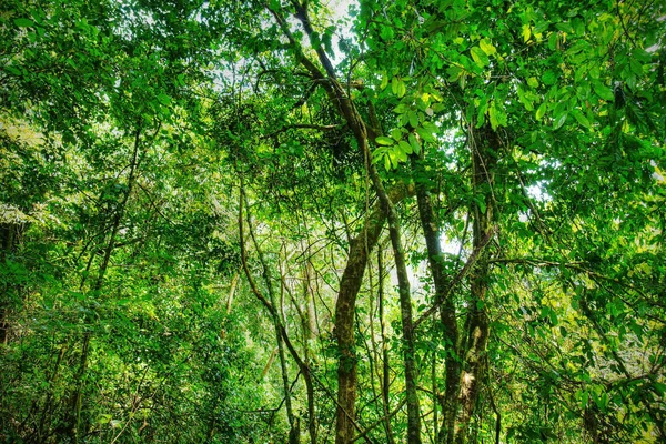 Posvátný Africký Deštný Prales Tropická Džungle — Stock fotografie