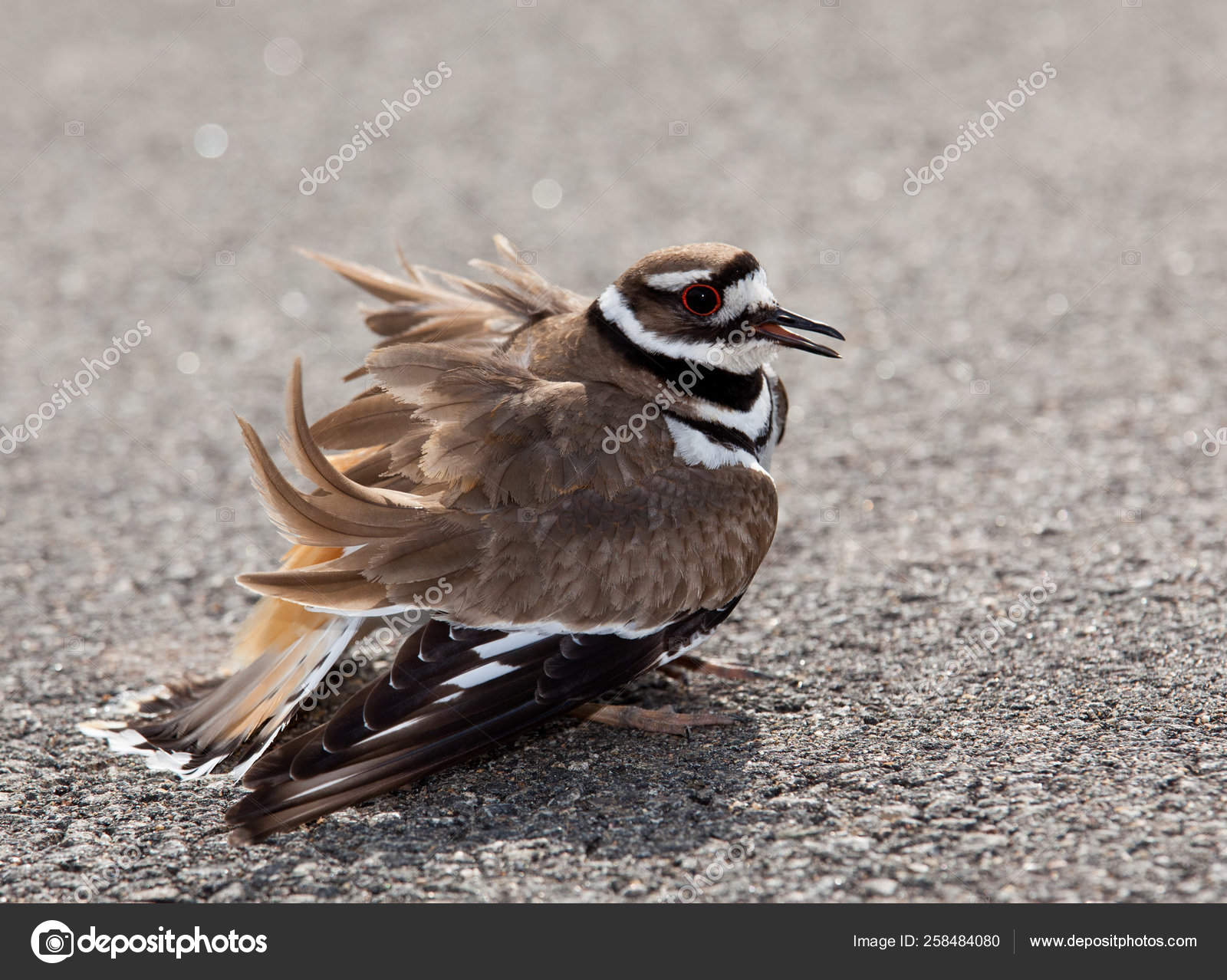 Killdeer Birds Lay Eggs Ground Side Roads Display Aggressive Posture