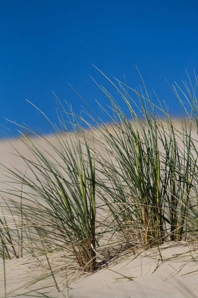 Marram Трава Бент Або Пляж Трави Піщаних Дюнах Біля Балтійського — стокове фото
