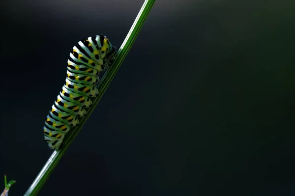 Dziki Gąsienica Papilio Macaone Oddział Zielony Koper — Zdjęcie stockowe
