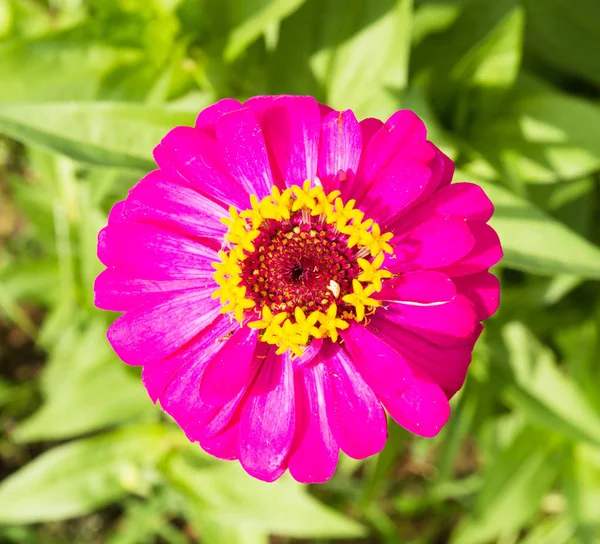 Zinnia Pembe Çiçeği Asteraceae Familyasından Zinnia — Stok fotoğraf
