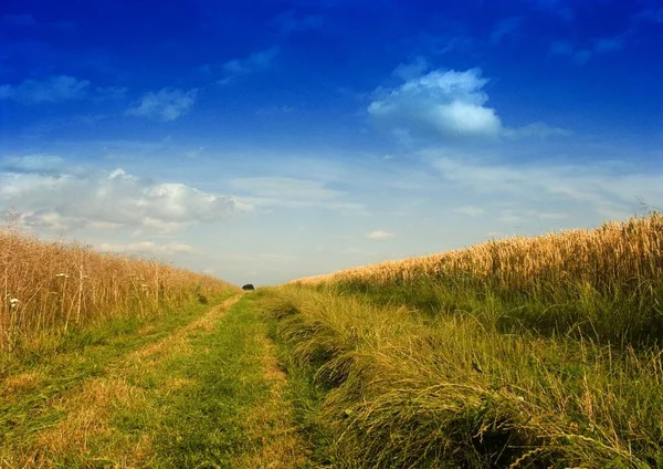 View Country Path Some Trees Fields Meadows Blue Sky White — Stock Photo, Image