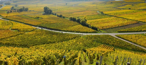 Wine Road Vineyards Alsace France Europe — Stock Photo, Image