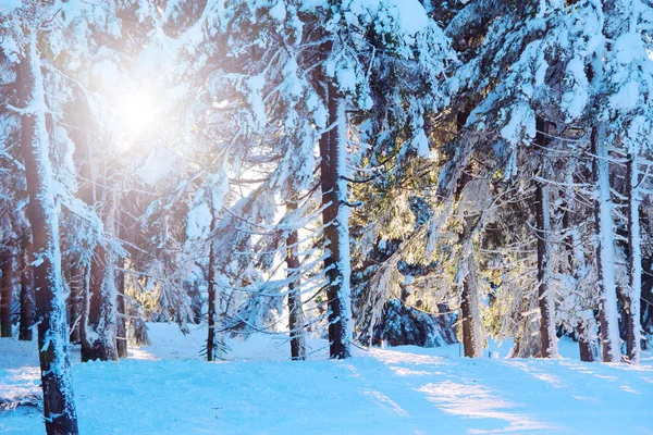 Floresta Inverno Estância Esqui Spindleruv Mlyn Krkonose República Checa — Fotografia de Stock