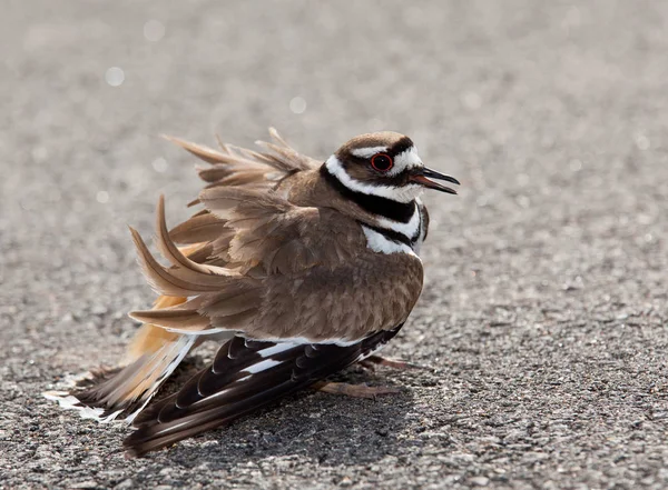 Killdeer 鳥が道路の側で地面に卵を産むとどんな危険な動物の病棟に積極的な姿勢を表示 — ストック写真
