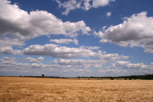 Corn Field White Clouds Blue Sky — Stock Photo, Image