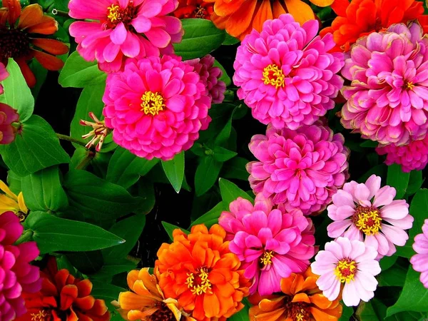 Die Auswahl Verschiedener Bunter Blumen Der Natur — Stockfoto