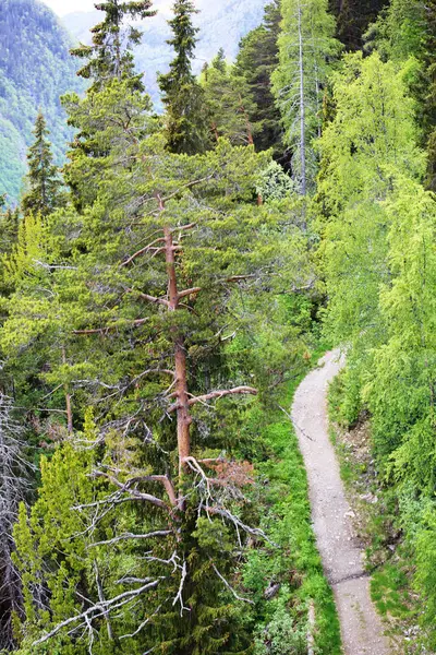 Gyalogút Nyári Hegyi Erdő Rjukan Norvégia — Stock Fotó