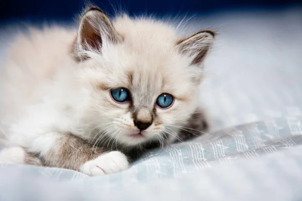 Young Kitten Clear Coat Blue Eyes Lying Sheet Ready Hunt — 스톡 사진