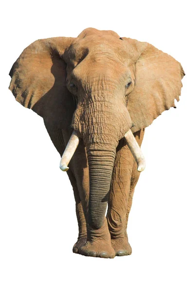 Éléphant Afrique Mâle Isolé Sur Fond Blanc — Photo