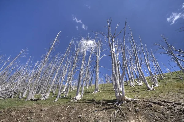 Árvores Brancas Uma Floresta Morta Estão Contra Céu Azul — Fotografia de Stock